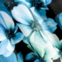 Kép 3/5 - Kleo bársony sötétítő függöny Fekete/kék 140x270 cm