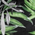 Kép 5/10 - Zoja Pierre Cardin bársony sötétítő függöny Fekete/zöld 140x250 cm
