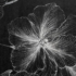 Kép 5/11 - Stella bársony sötétítő függöny Fekete/ezüst 140x250 cm